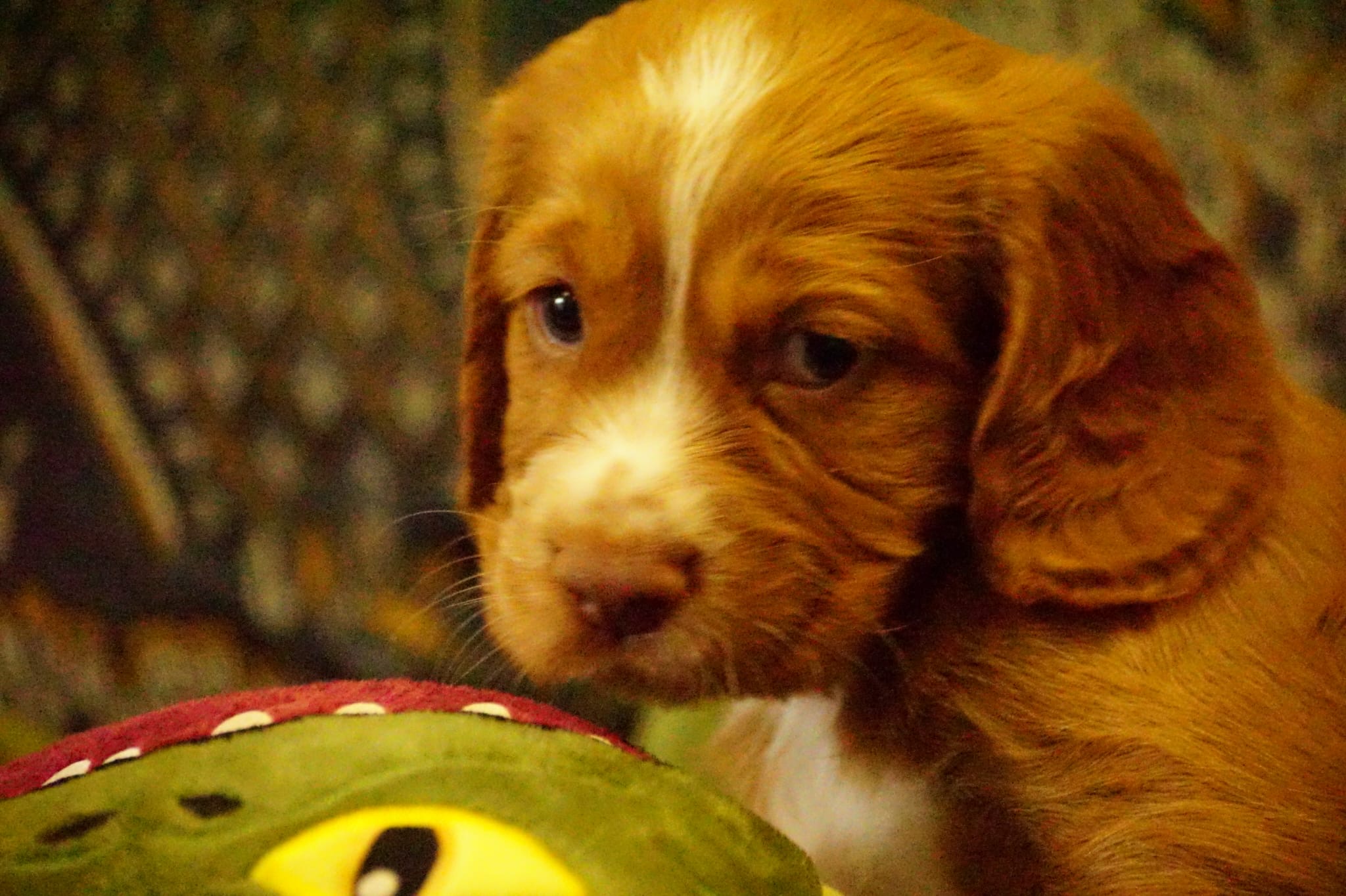 Working Cocker Spaniels