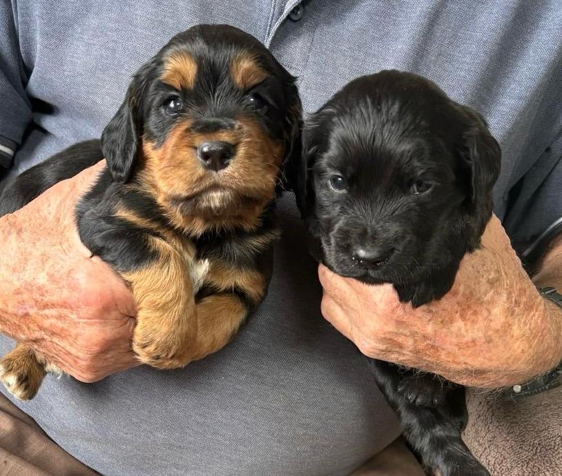 KC Registered Cocker Spaniel Puppies