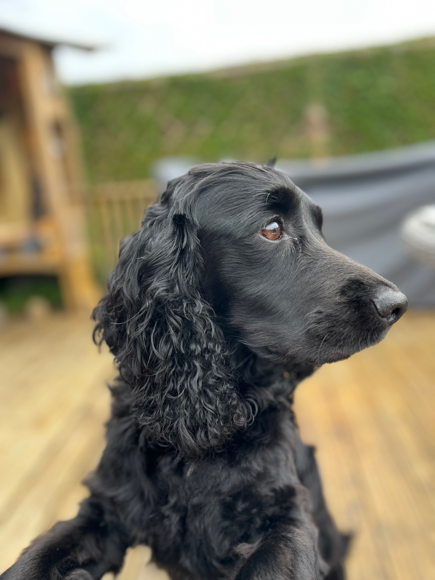 Outstanding Quality KC Reg Working Cocker Spaniels