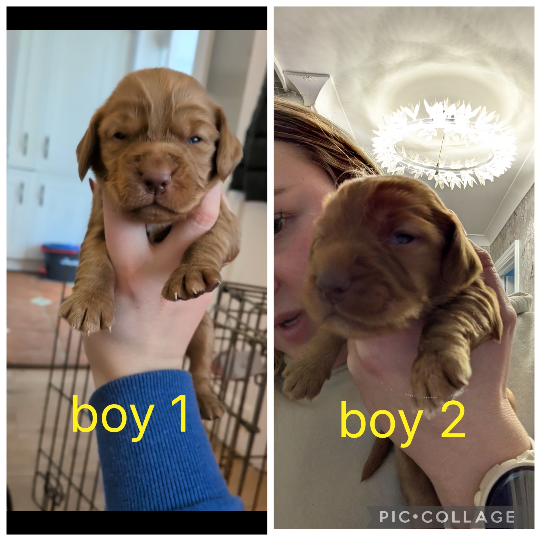 2 RED KC DNA CLEAR PUPS TO RESERVE