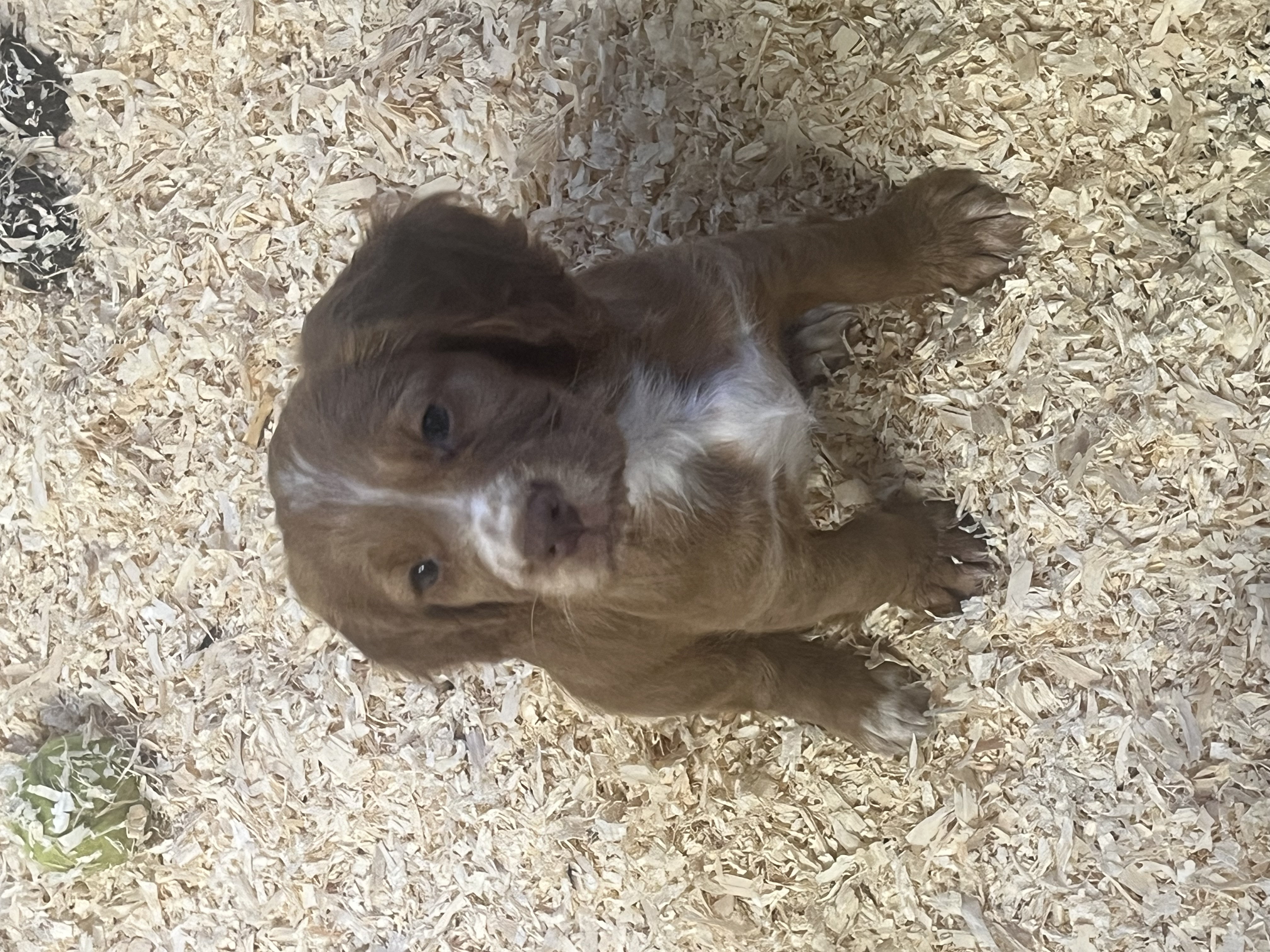 Working Cocker Spaniels