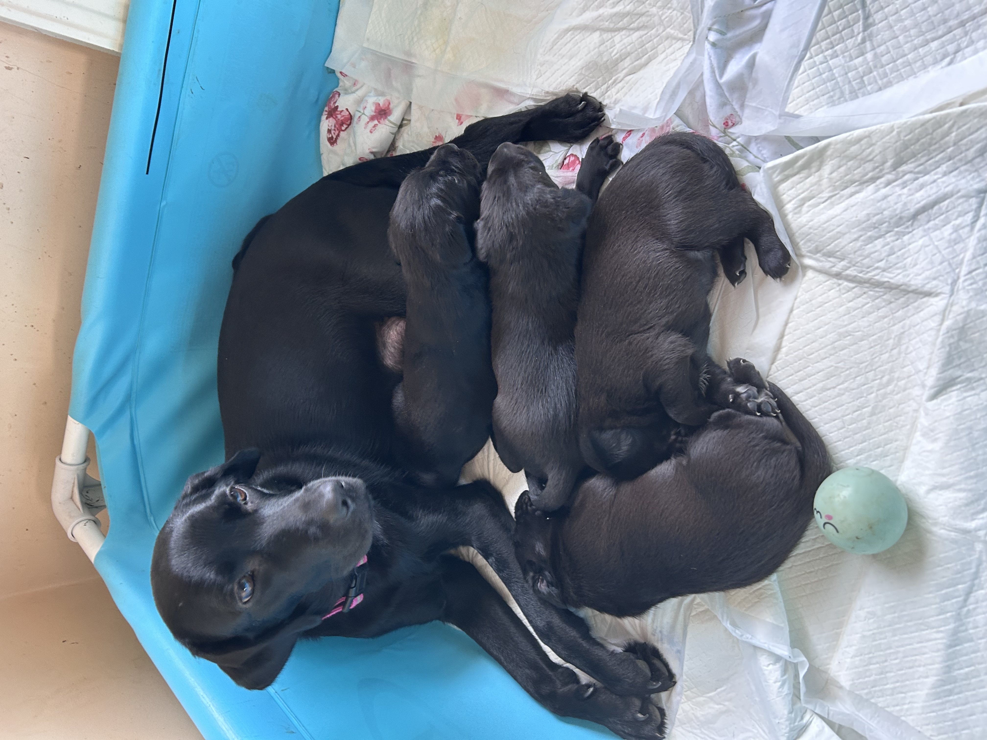 Gorgeous black Labrador puppies for sale