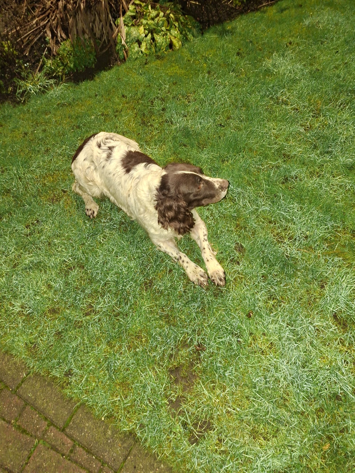 Experienced working dog